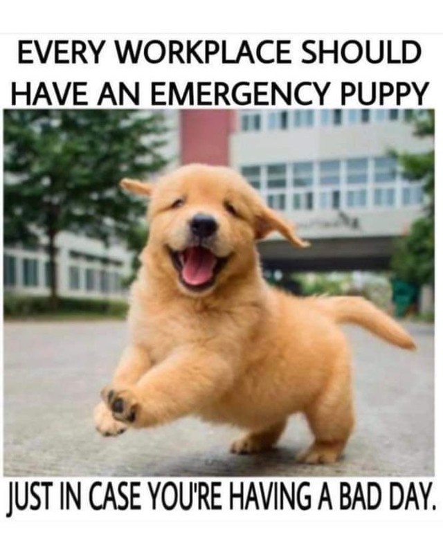 Every workplace should have an emergency puppy.  Just in case you're having a bad day.