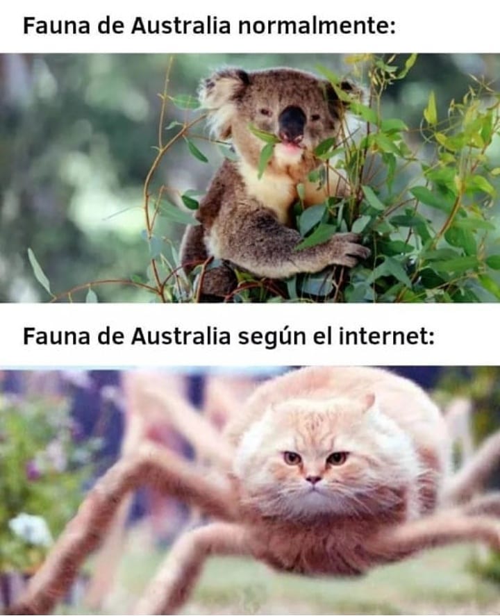 Fauna de Australia normalmente:  Fauna de Australia según el internet: