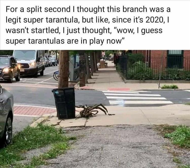 For a split second I thought this branch was a legit super tarantula, but like, since it's 2020, I wasn't startled, I just thought, "wow, I guess super tarantulas are in play now".