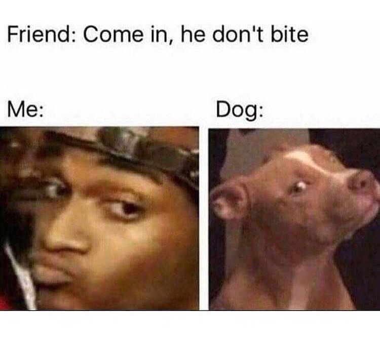Friend: Come in, he don't bite. Me: Dog: