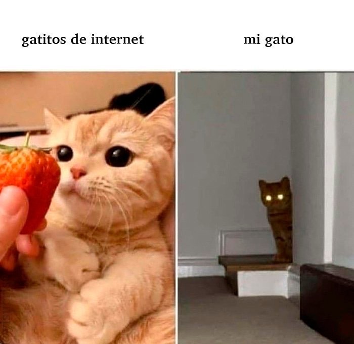 Gatitos de internet. Mi gato.