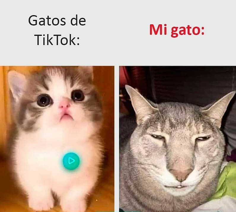 Gatos de Tiktok. Mi gato: