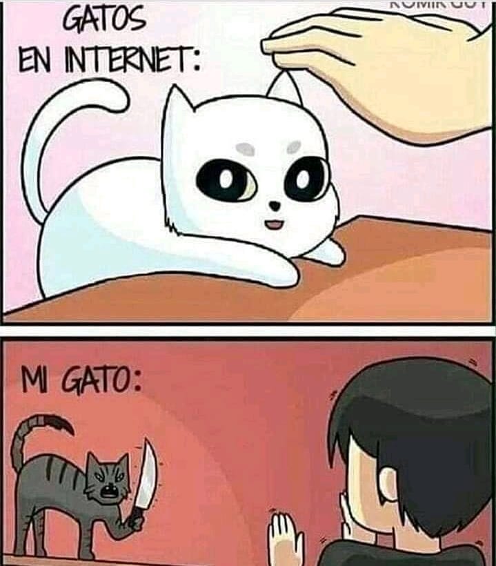 Gatos en internet.  Mi gato: