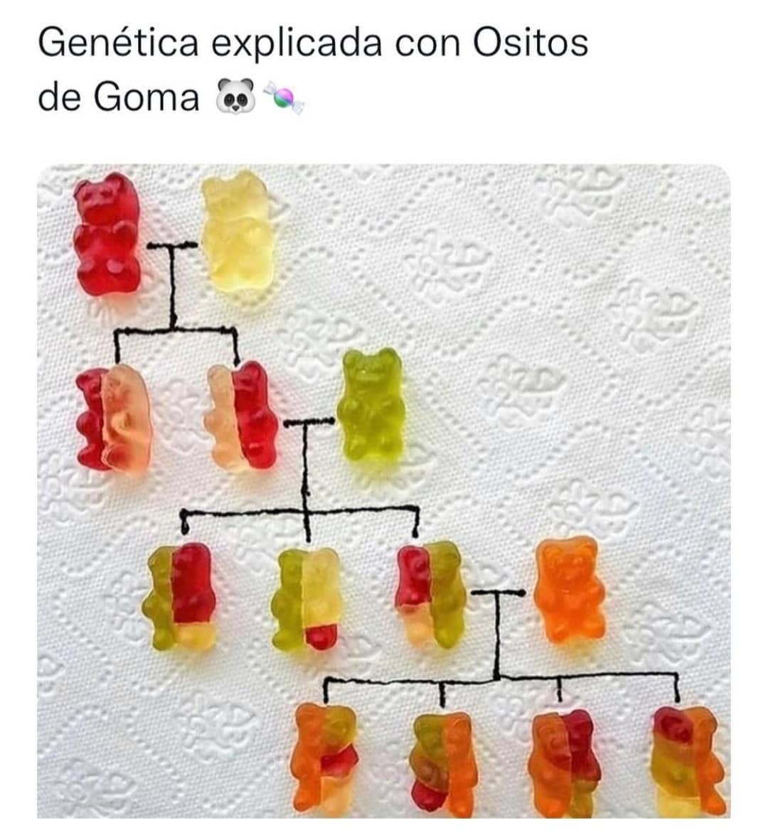 Genética explicada con Ositos de Goma.