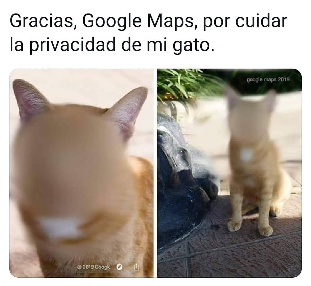Gracias, Google Maps, por cuidar la privacidad de mi gato.