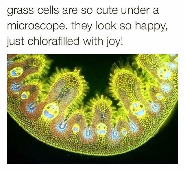 Grass cells are so cute under a microscope. They look so happy, just chlorafilled with joy!