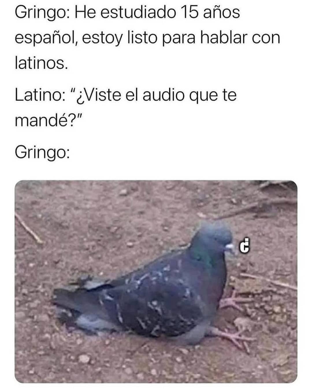 Gringo: He estudiado 15 años español, estoy listo para hablar con latinos. Latino: "¿Viste el audio que te Gringo: