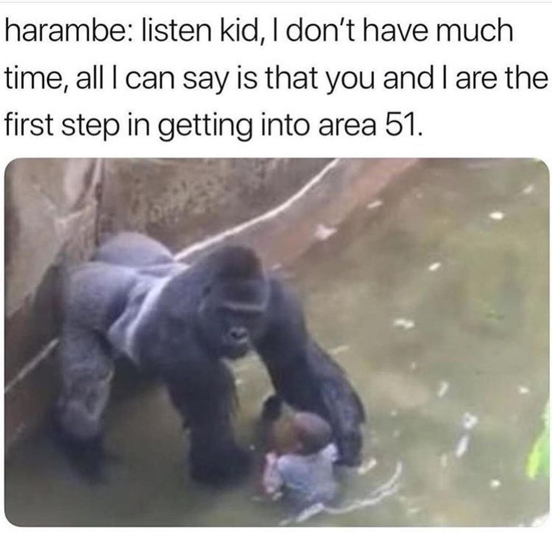 Harambe: listen kid, I don't have much time, all I can say is that you and I are the first step in getting into area 51.