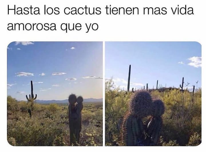 Hasta los cactus tienen mas vida amorosa que yo.
