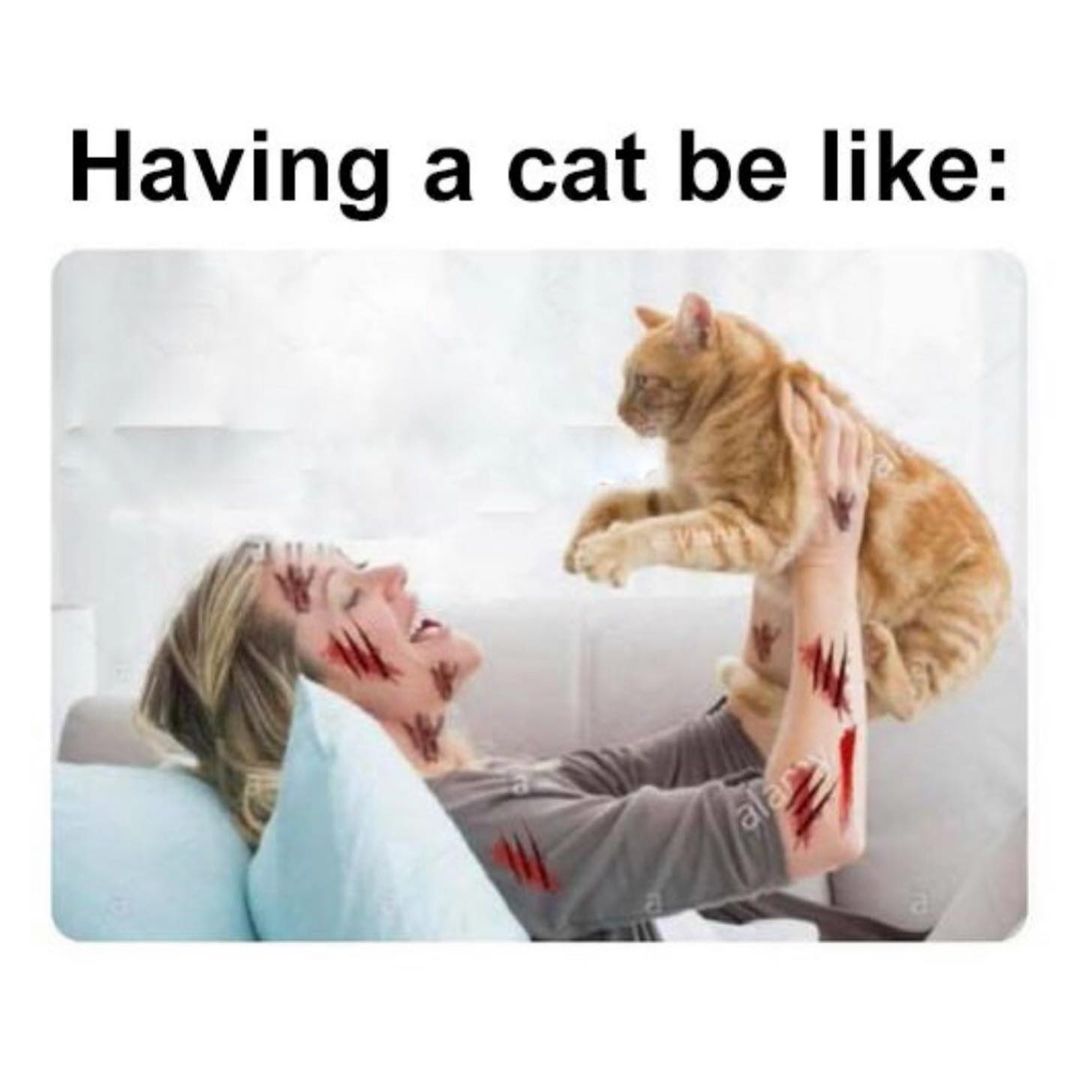 Having a cat be like: