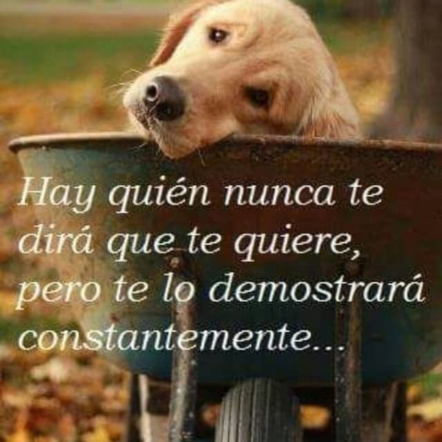 Hay quien nunca te dirá que te quiere, pero te lo demostrará constantemente...