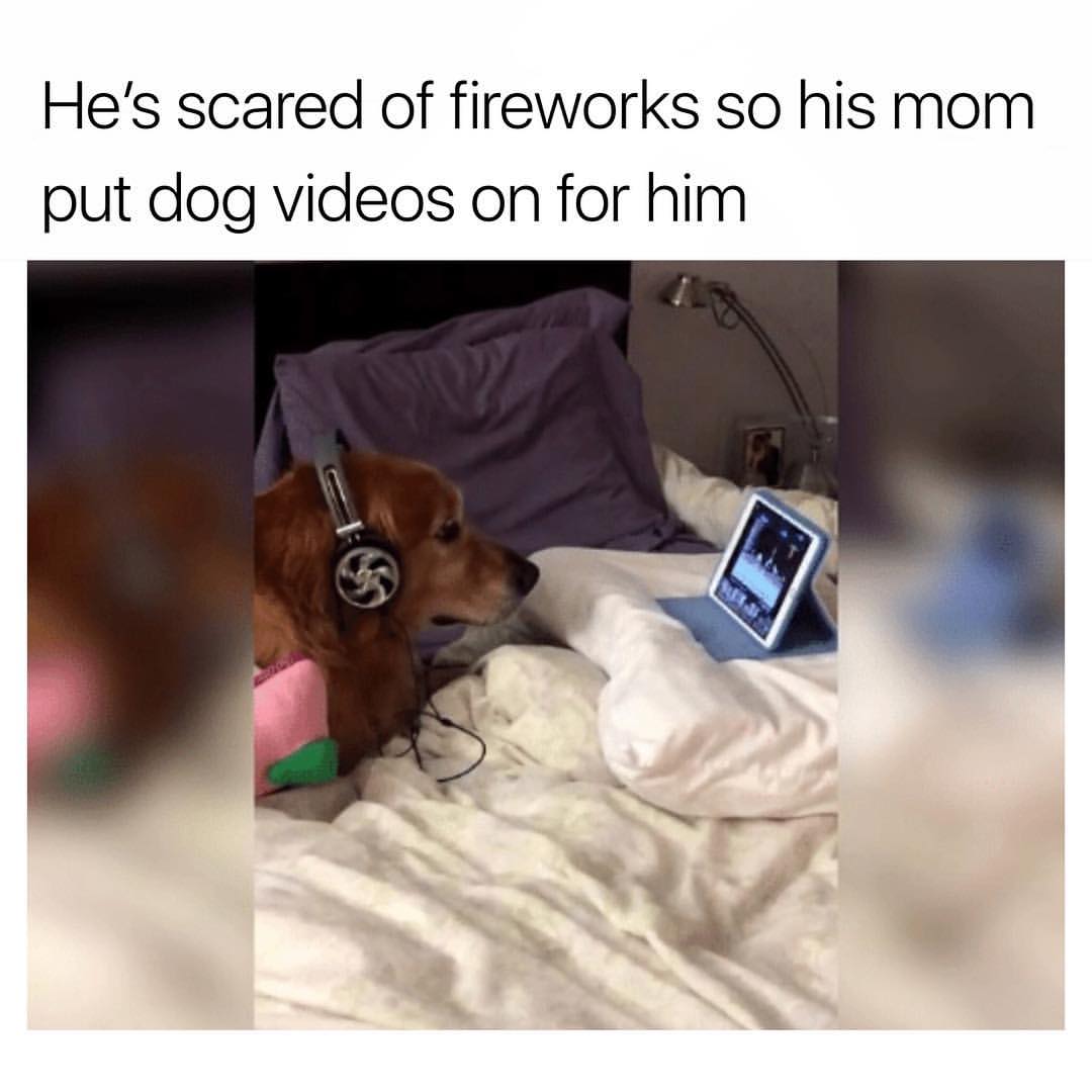 He's scared of fireworks so his mom put dog videos on for him.