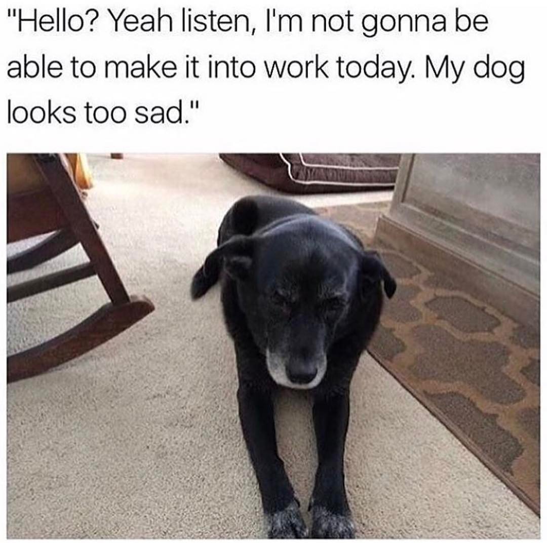 Hello? Yeah listen, I'm not gonna be able to make it into work today. My dog looks too sad.