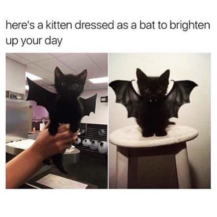 Here's a kitten dressed as a bat to brighten up your day.