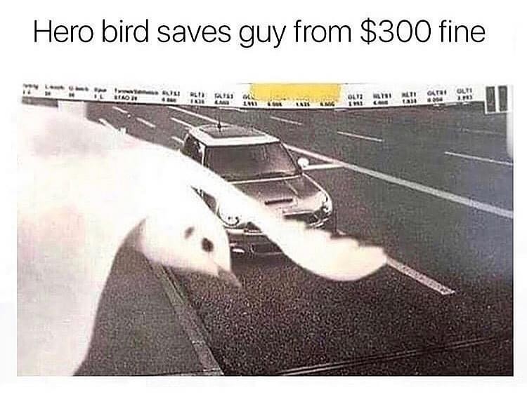 Hero bird saves guy from $300 fine.