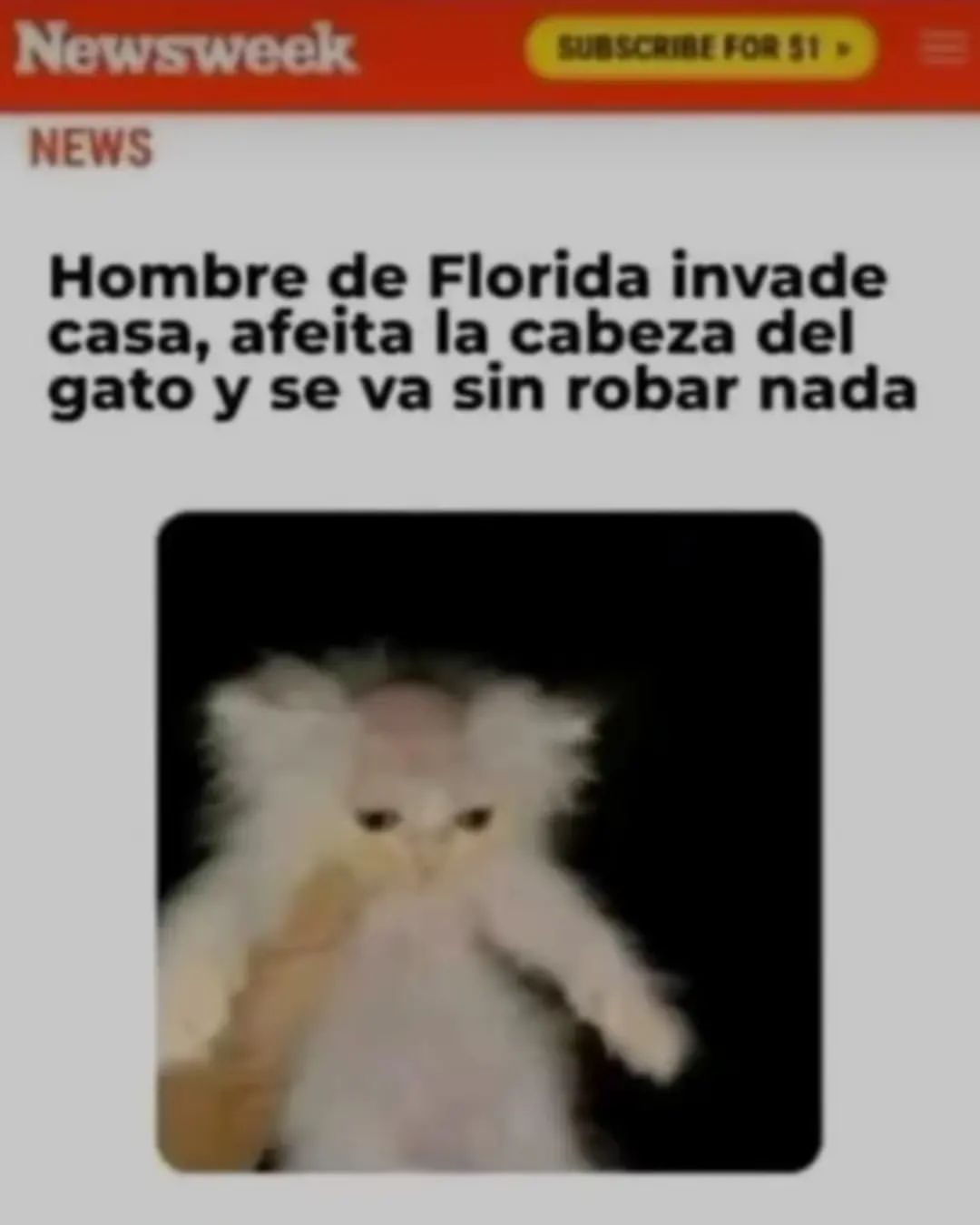 Hombre de Florida invade casa, afeita la cabeza del gato y se va sin robar nada.