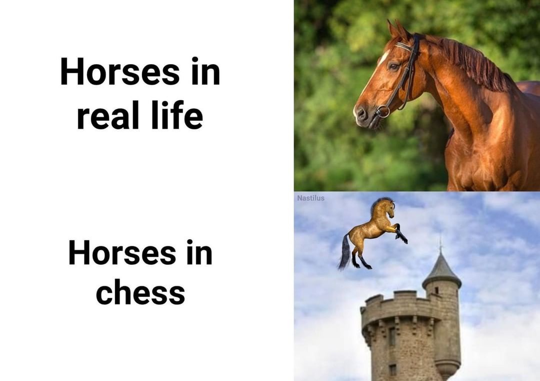 Horses in real life. Horses in chess. - Funny