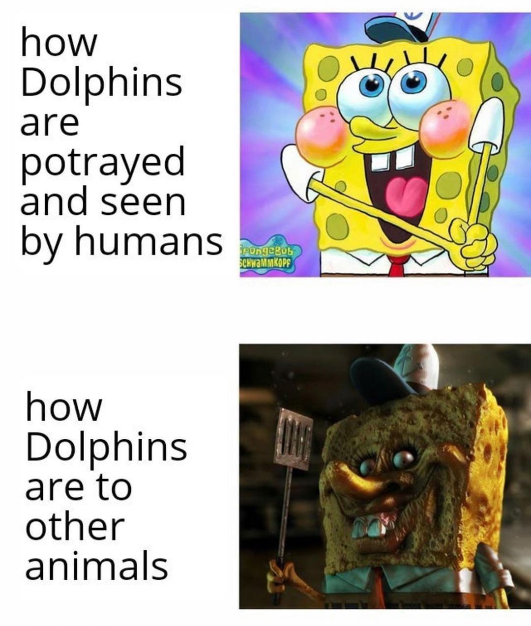 How Dolphins are potrayed and seen by humans. How Dolphins are to other animals.