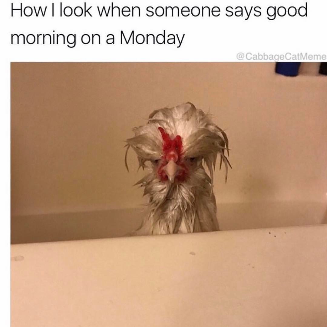 how-i-look-when-someone-says-good-morning-on-a-monday-funny