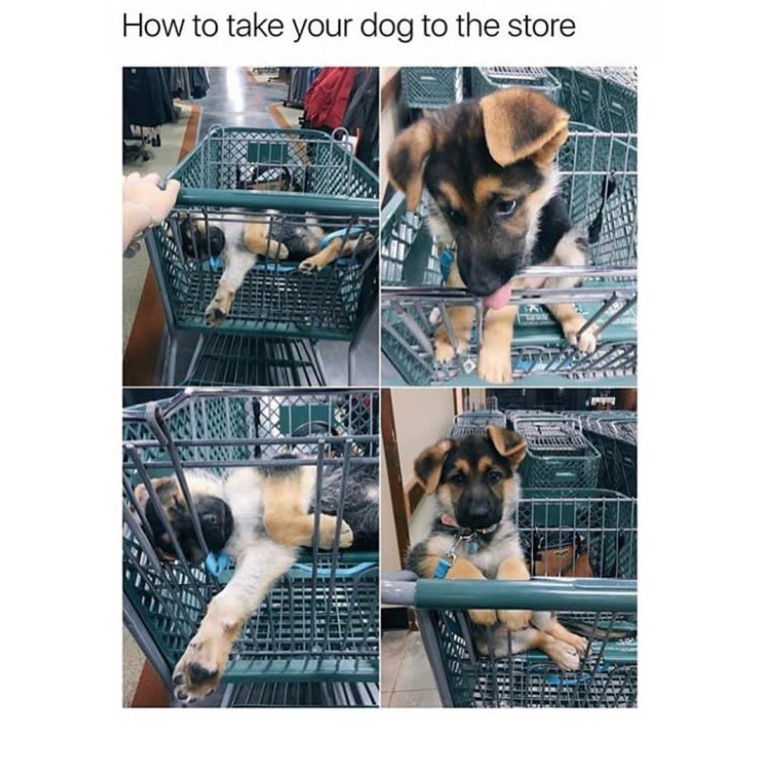 How to take your dog to the store.