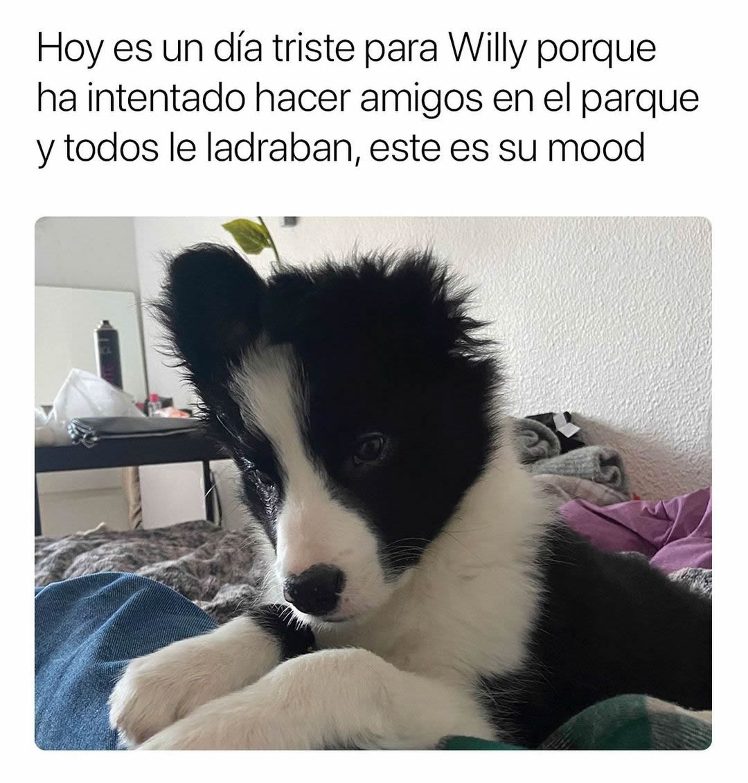 Hoy es un día triste para Willy porque ha intentado hacer amigos en el parque y todos le ladraban, este es su mood.