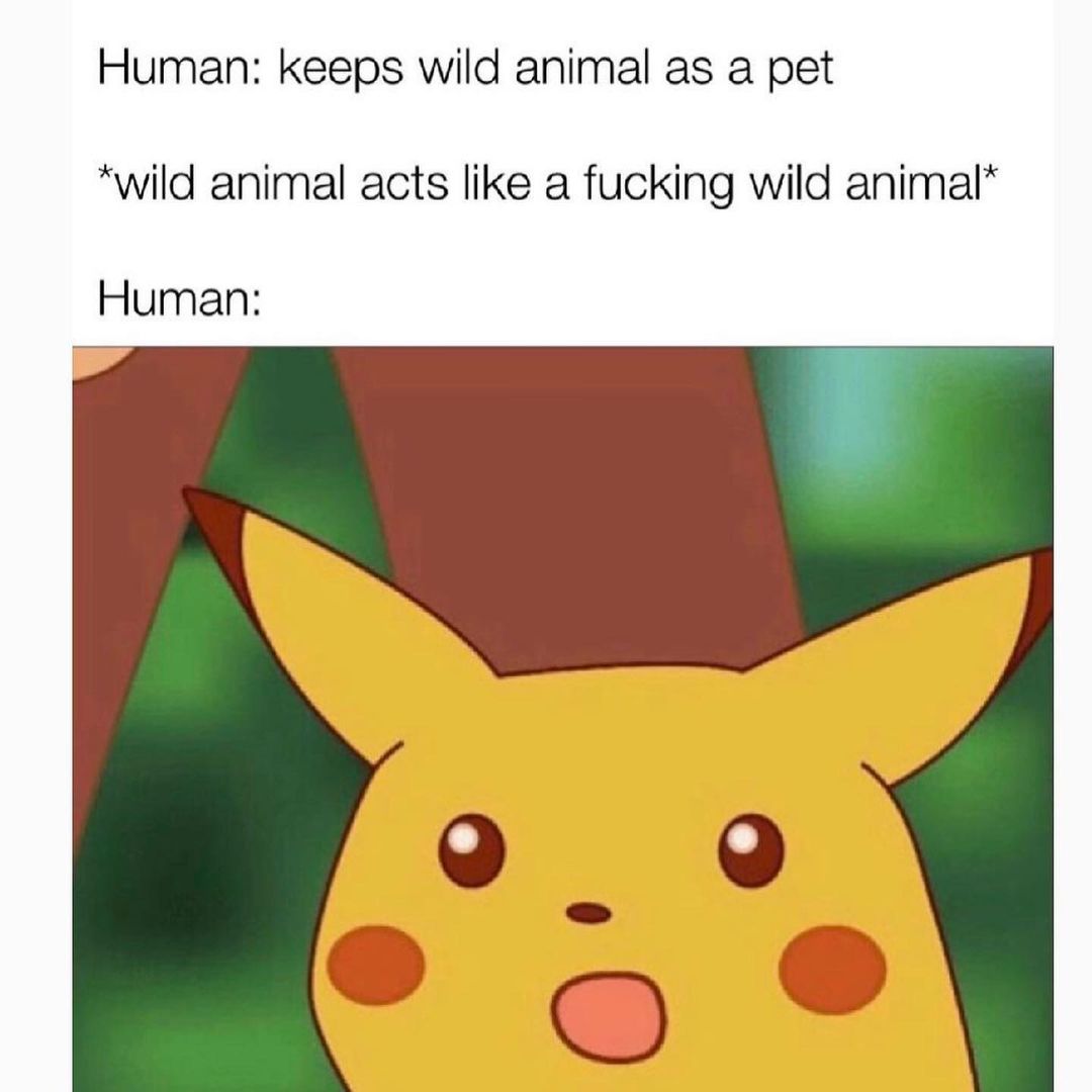 Human: keeps wild animal as a pet *wild animal acts like a fucking wild animal* Human: