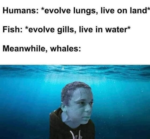 Humans: *evolve lungs, live on land*  Fish: *evolve gills, live in water*  Meanwhile, whales: