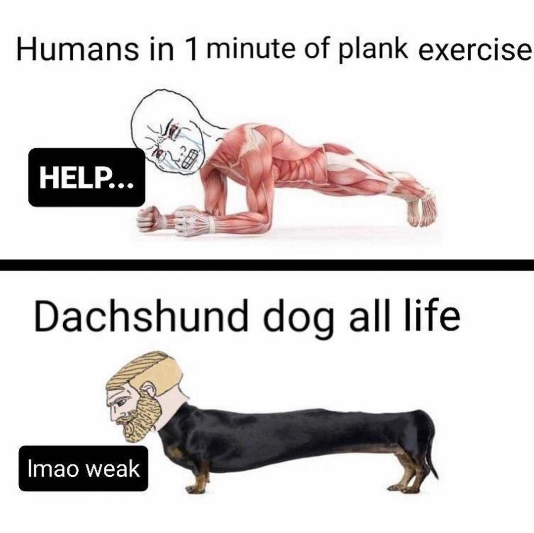 Humans in 1 minute of plank exercise. Help...  Dachshund dog all life. Lmao weak.