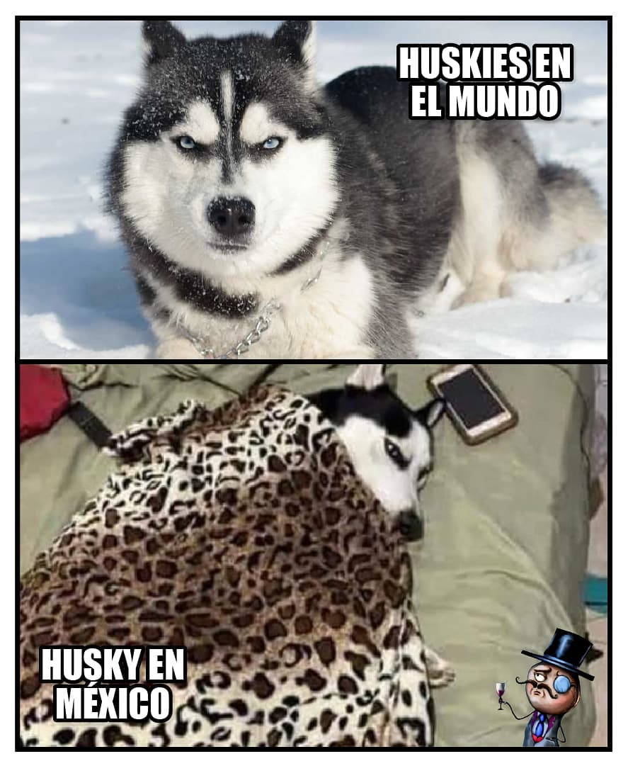 Huskies en el mundo. Husky en México.