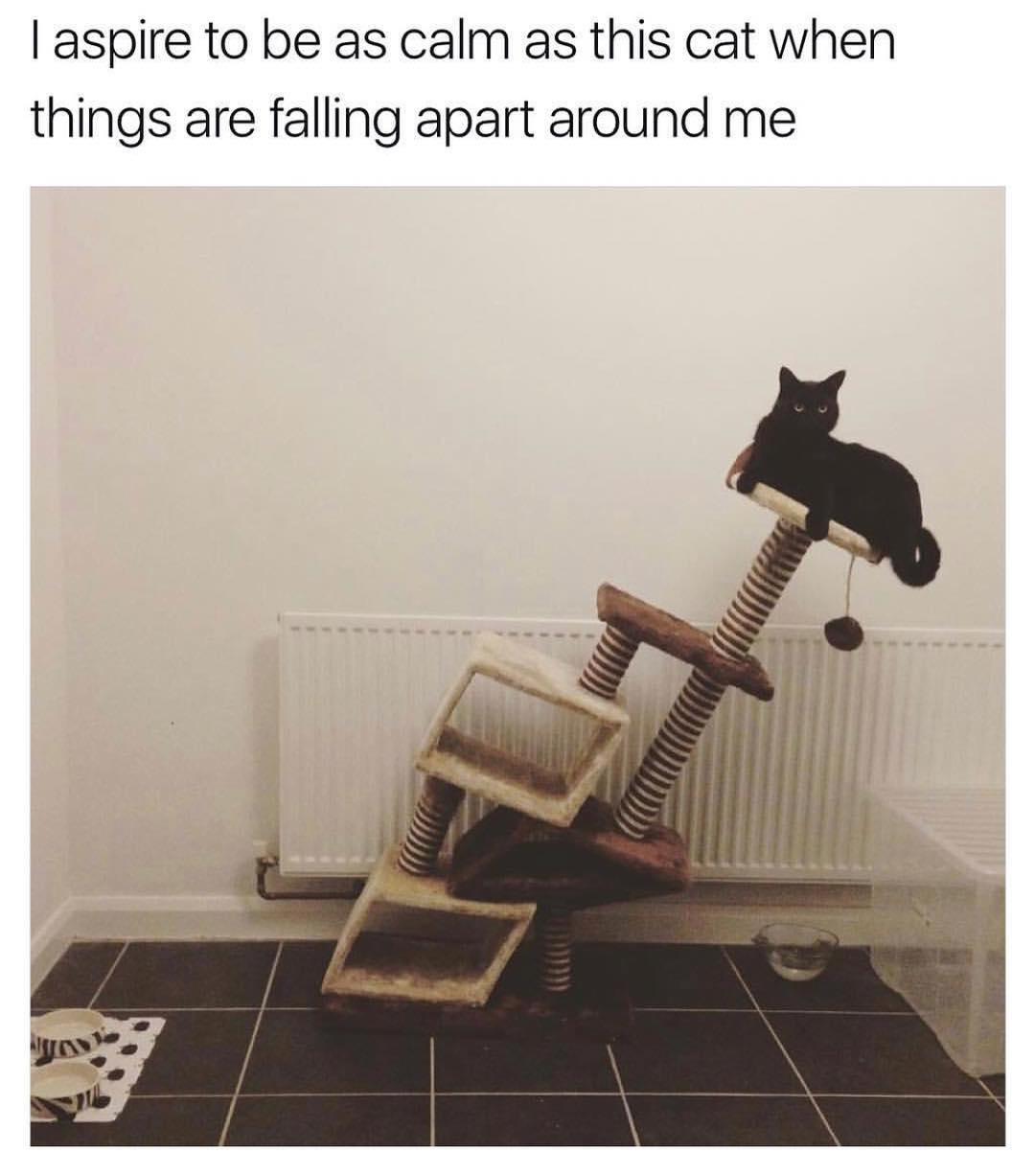 I aspire to be as calm as this cat when things are falling apart around me.