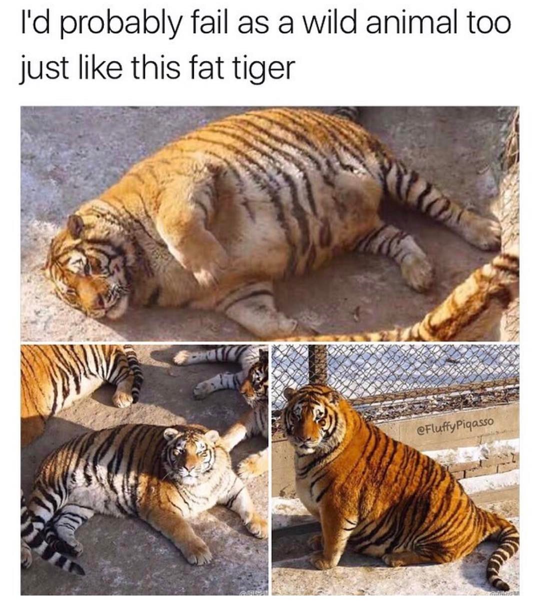 I'd probably fail as a wild animal too just like this fat tiger. - Funny