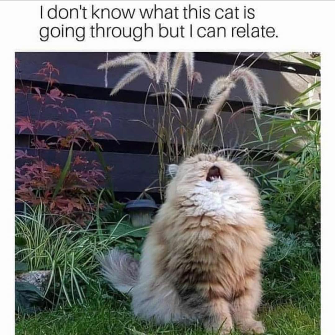 I don't know what this cat is going through but I can relate.