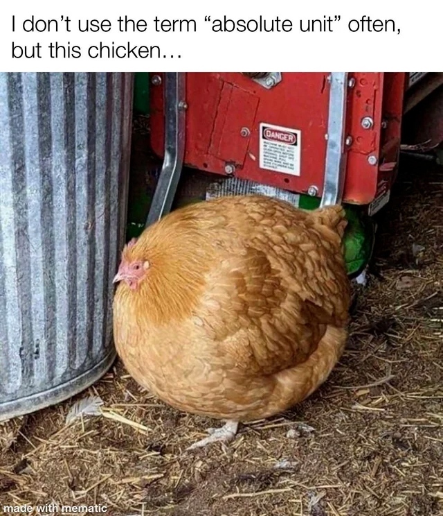 I don't use the term "absolute unit" often, but this chicken.