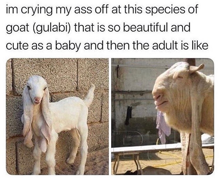 I'm crying my ass off at this species of goat (gulabi) that is so beautiful and cute as a baby and then the adult is like.