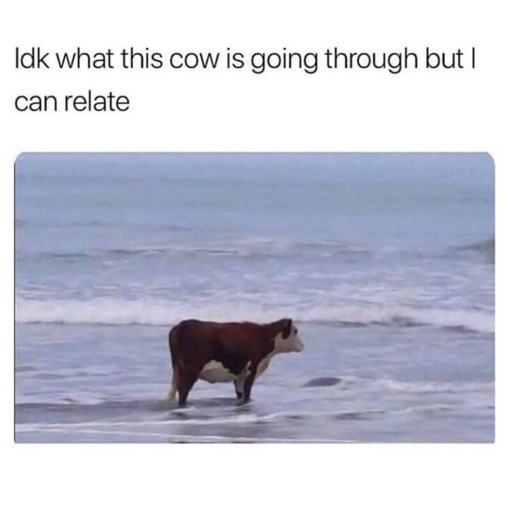 Idk what this cow is going through but I can relate.