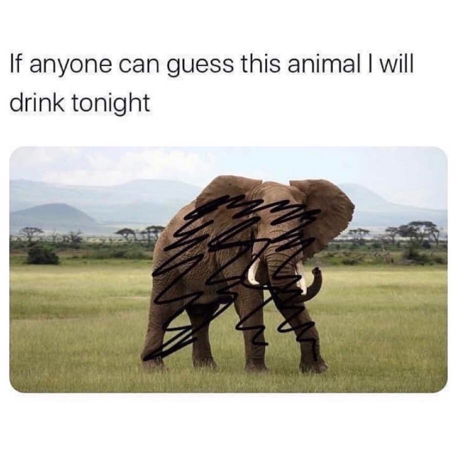 If anyone can guess this animal I will drink tonight.