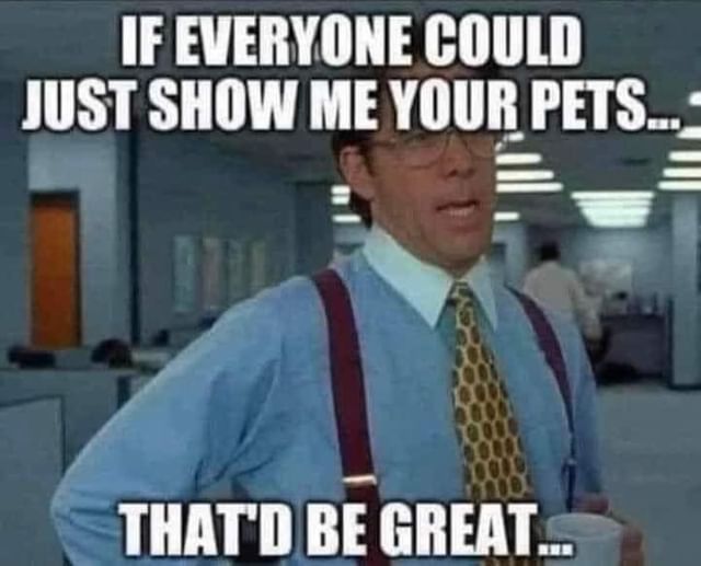 If everyone could just show me your pets.  That'd be great...