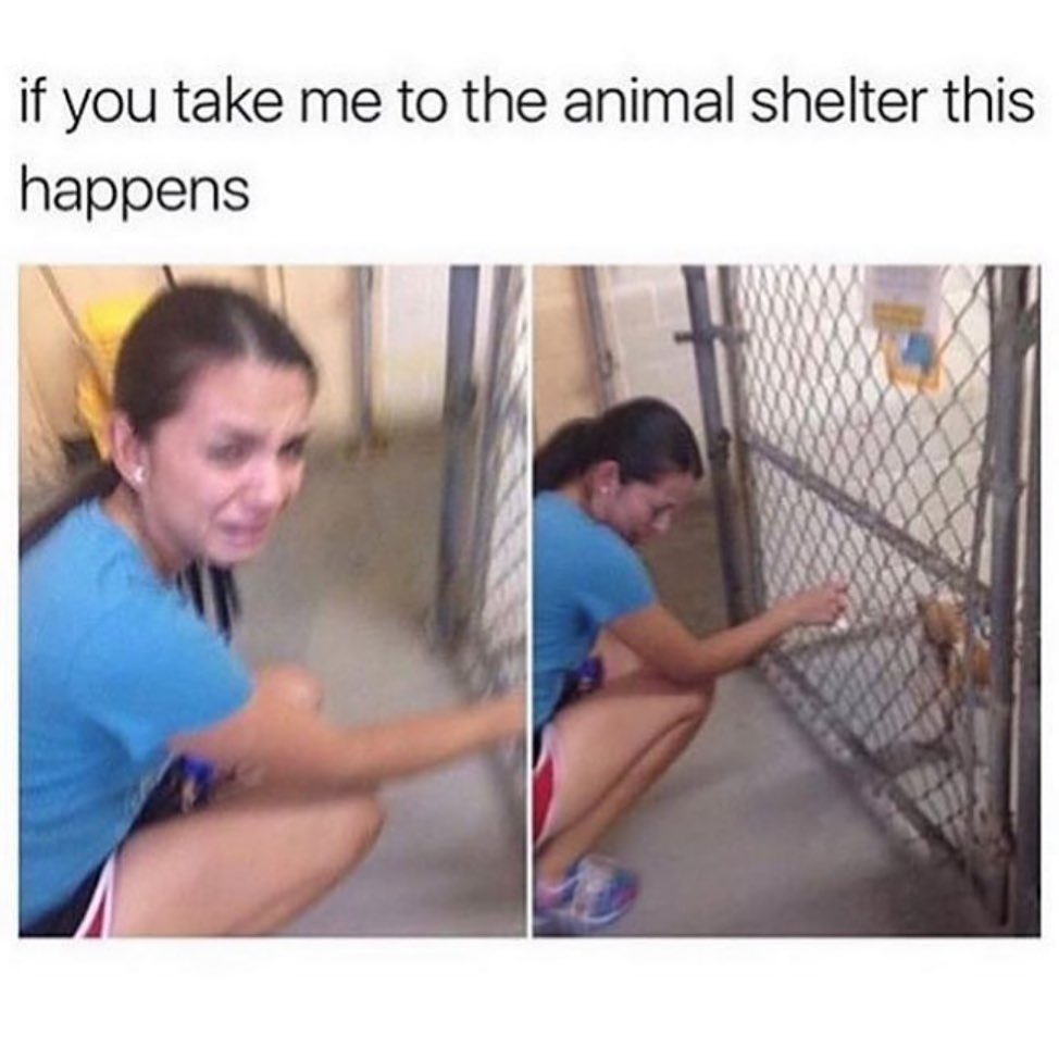 If you take me to the animal shelter this happens.