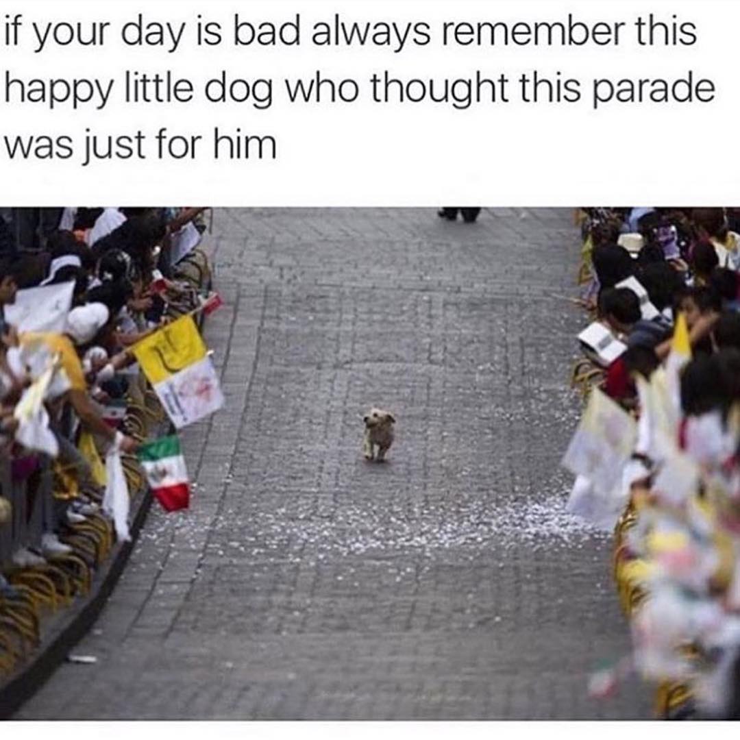 If your day is bad always remember this happy little dog who thought this parade was just for him.