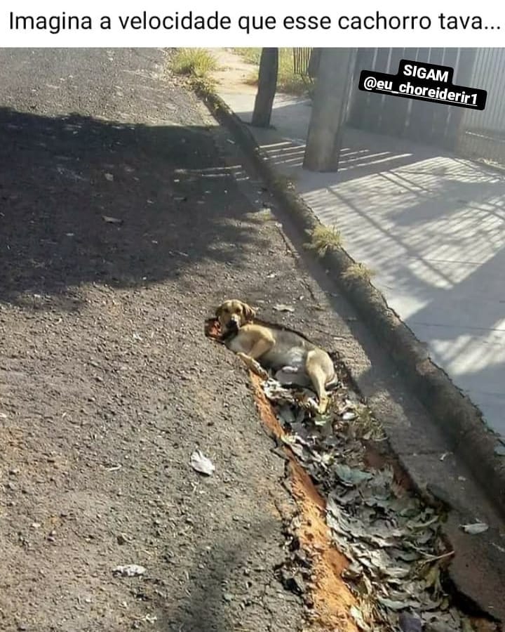 Imagina a velocidade que esse cachorro tava.