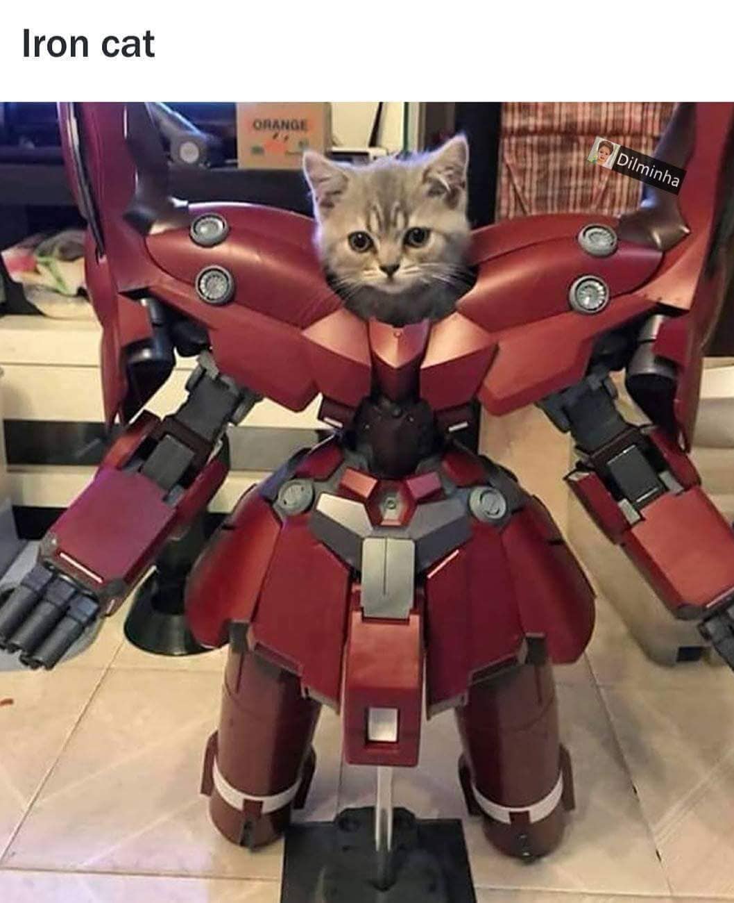 Iron cat.