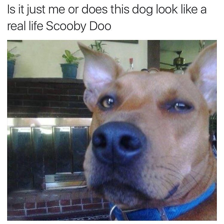 Is it just me or does this dog look like a real life Scooby Doo.