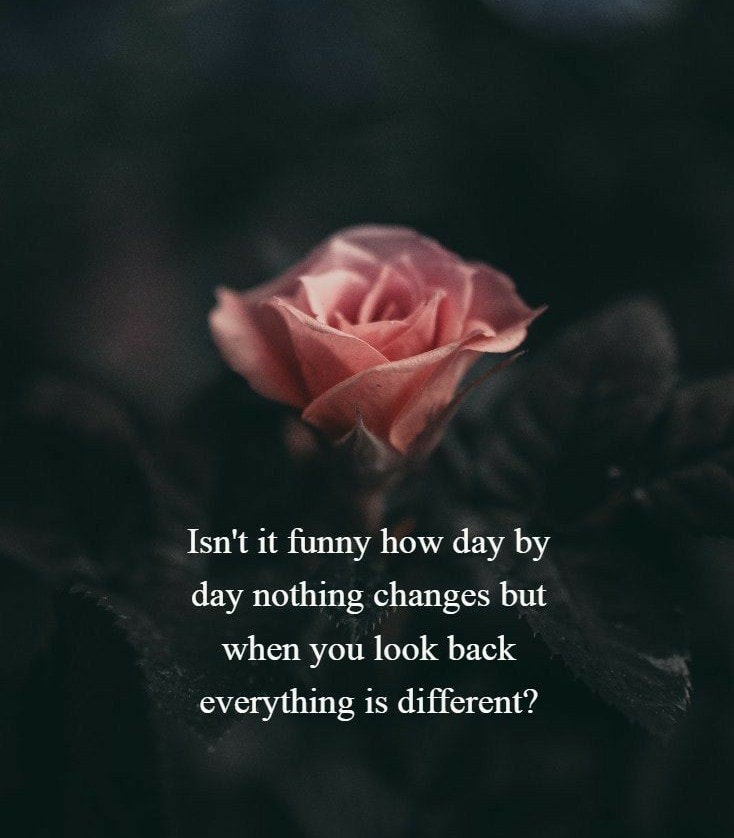 Isn't it funny how day by day nothing changes but when you look back everything is different?
