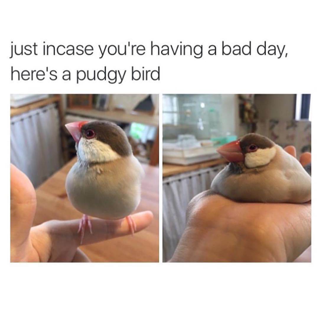 Just incase you're having a bad day, here's a pudgy bird.