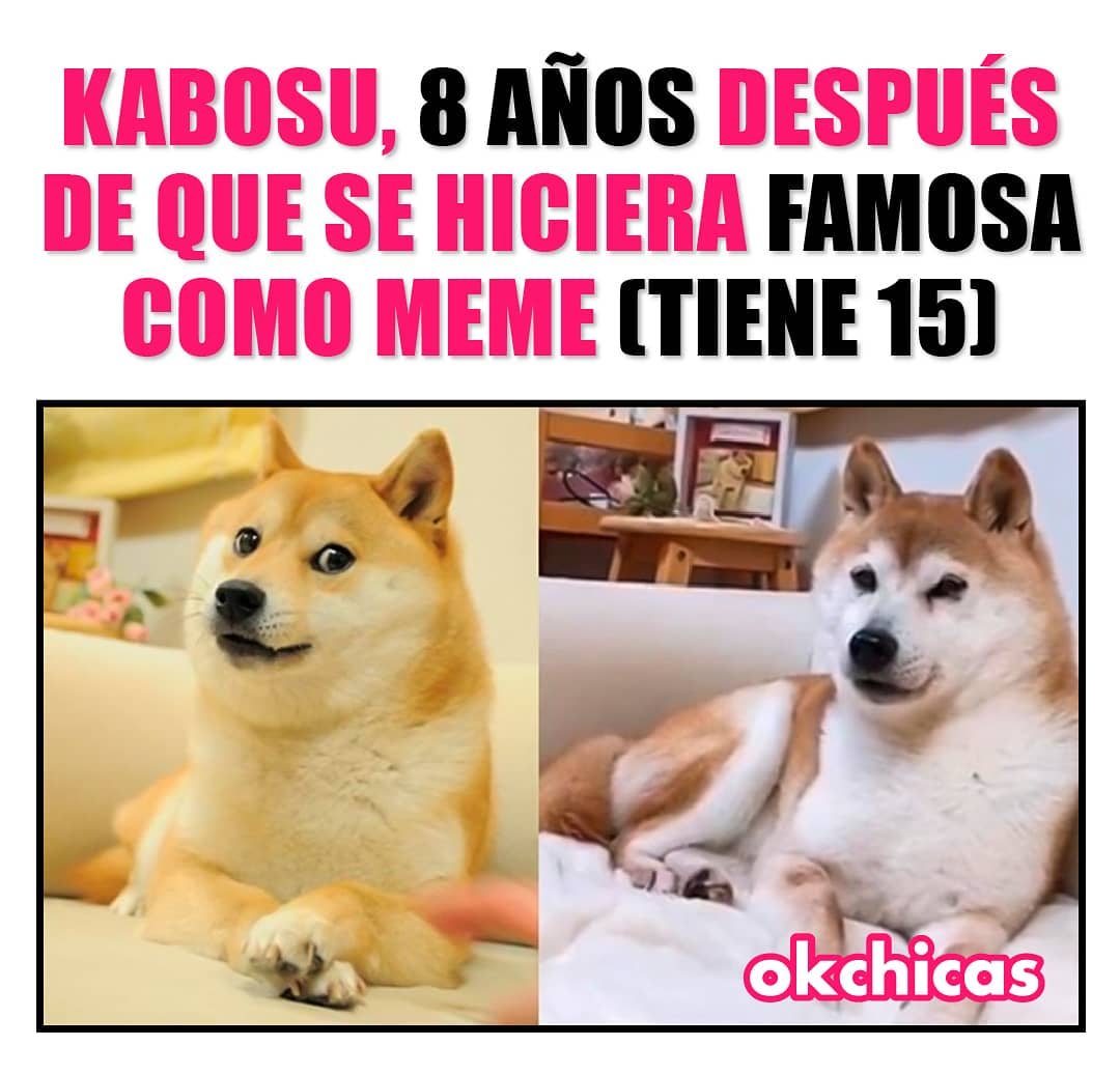 Kabosu, 8 años después de que se hiciera famoso como meme (tiene 15).