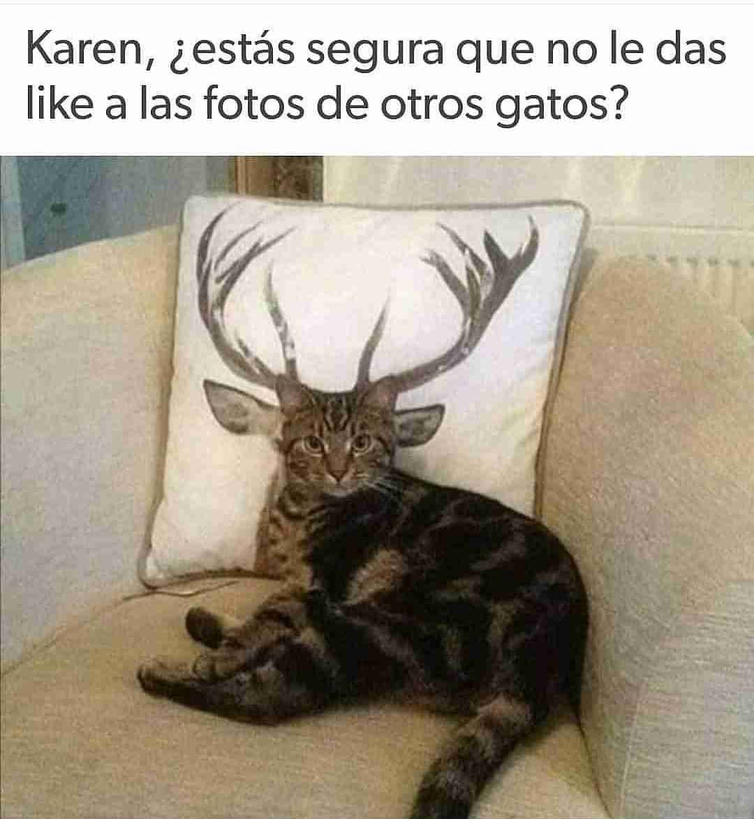 Karen, ¿estás segura que no le das like a las fotos de otros gatos?