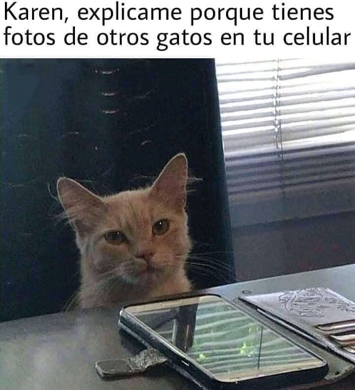 Karen, explícame porque tienes fotos de otros gatos en tu celular.