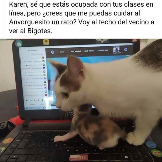 Karen, sé que estás ocupada con tus clases en línea, pero ¿crees que me puedas cuidar al Anvorguesito un rato? Voy al techo del vecino a ver al Bigotes.