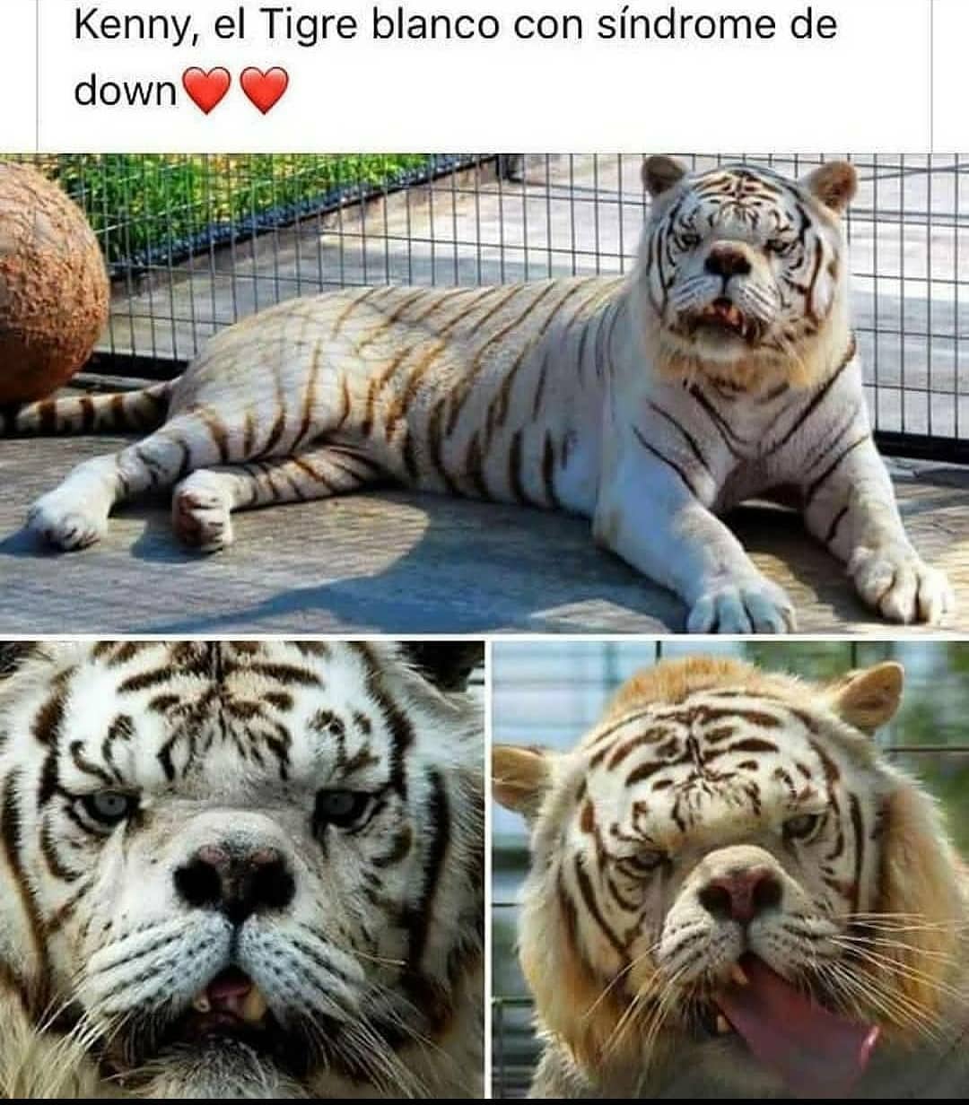 Kenny, el tigre blanco con síndrome de down.