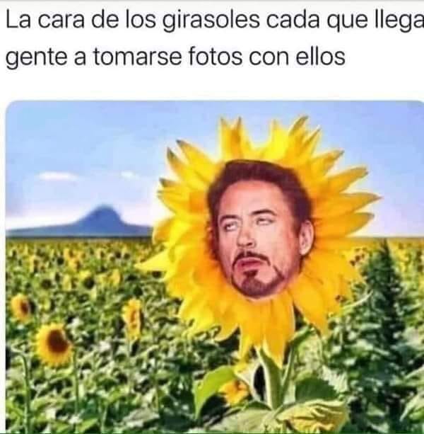 La cara de los girasoles cada que llega gente a tomarse fotos con ellos.